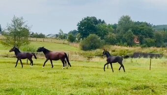 Nadějný drezurní hřebeček po odstavu Toto Gold/Glamourdale - 9