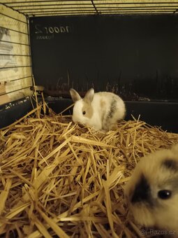 Zakrslý králík - 9