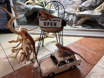 Agama vousatá ihned k odběru - 9