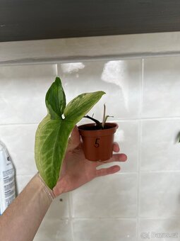 Syngonium variegata - 9