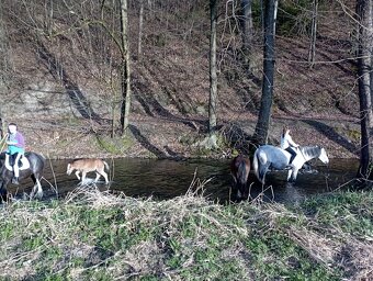 Irský cob-kobylka předběžná rezervace - 9