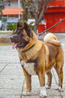 Americká akita s pp - 9