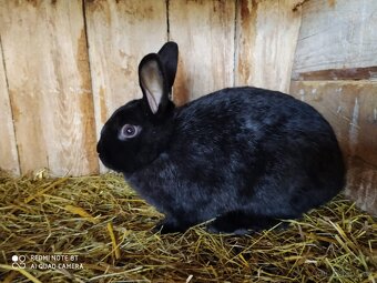 Králík - 9