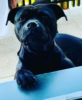 stafordšírský bulteriér - 9