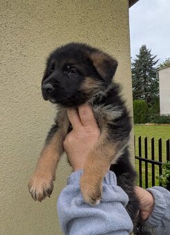 Nemecky ovcak kratkosrsty - 9