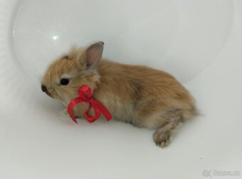 Zakrslý králíček bez PP samička Samatha - 9