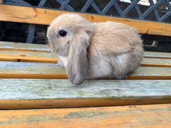 Mláďata mini lop králíčci - 9