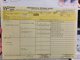 Wpbr/QH pony 9 let - 9