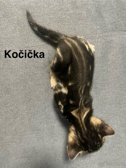 Bengálská kočka - 9