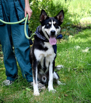 Báječný Ares kríženec ovčáka s huskym - 9