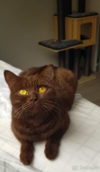 Krasna britská kratkosrstna koťata - 9