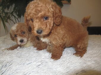 Maltipoo štěňátka - 9