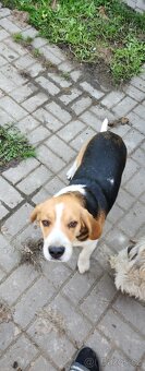 Štěňata bigla - 9