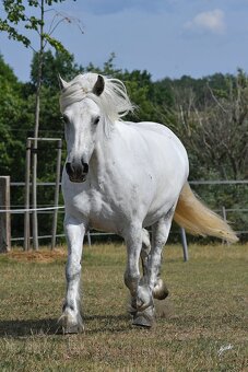 Fellský pony - top klisna - 9