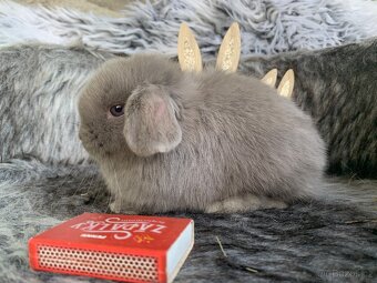❤️❤️Minilop Kralicek Beránek mimi k rezervaci - 9