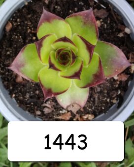 Netřesky, rozchodníky, delosperma na balkón i na zahradu - 9
