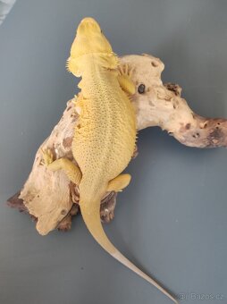 3x Agama vousatá, 3x terárium, 3x box s Blaptica dubia - 9