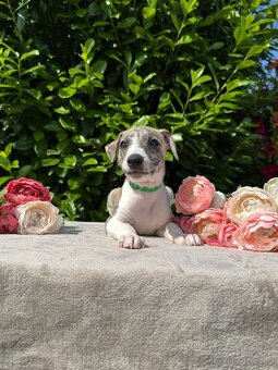Whippet s PP - 9