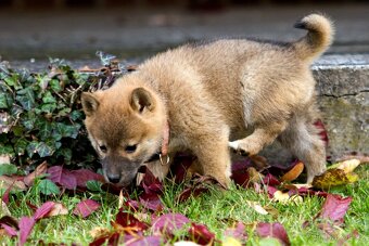 Shiba inu s PP - 9