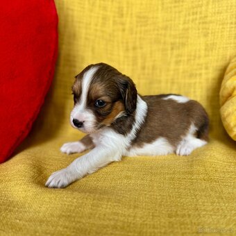 Šteňátka Kooikerhondje – Holandský vábič kačiek - 9