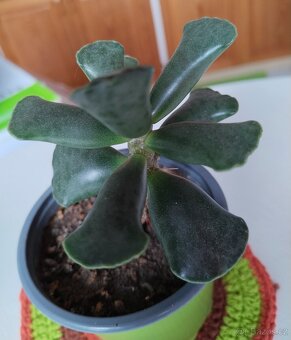 Haworthia, měsíční kámen, tlustice, kopřiva - 9