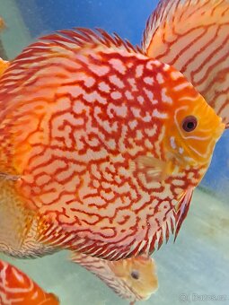 Discus-Terčovec - 9