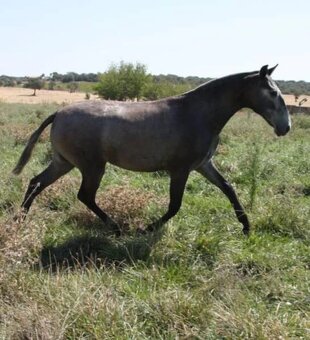 Černý LUSITANO - připouštění - 9