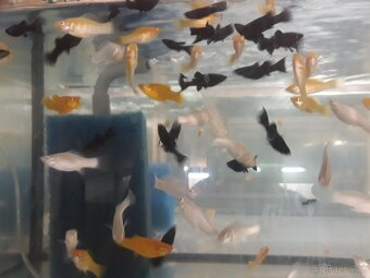 Krab Mekong - 9
