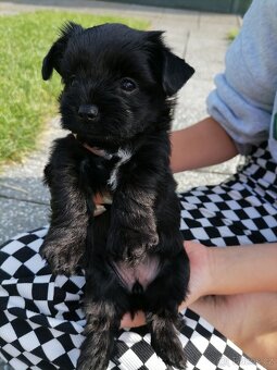 Biewer - jorkšírský teriér black - 9
