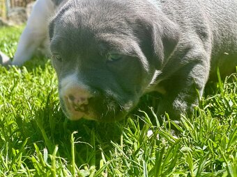 American bully XL - 9