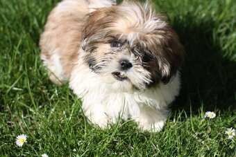 Shih-tzu, Shih tzu, si cu bez pp - 9