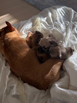 Štěně francouzského buldočka - 9