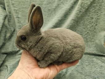 Zakrslý králíček - 9