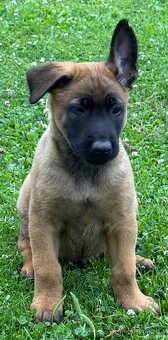 Belgický ovčák Malinois - 9