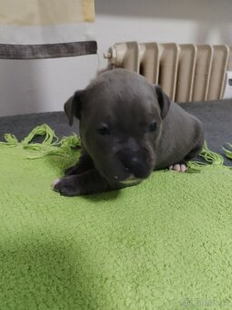 Staforticky bulteriéra - 9