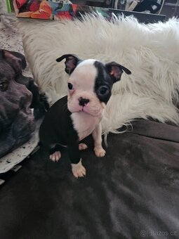 Bostonský teriér - 9