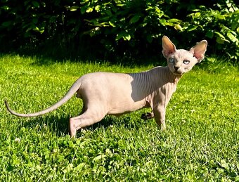 Kanadská Sphynx - 9
