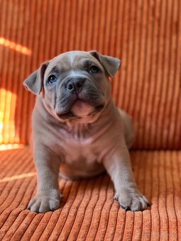 American Bully pocket - 9