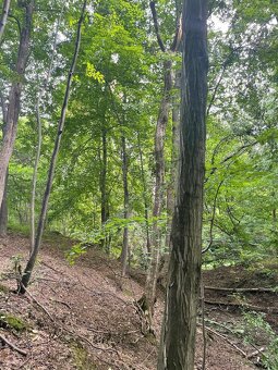 Prodám lesní pozemek na k.ú. Horní Žukov - 9