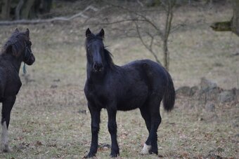 Welsh cob - hříbata 2025 - 9