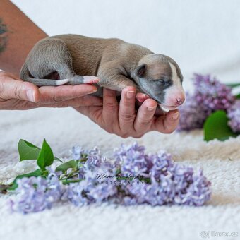 Whippet s PP - 9