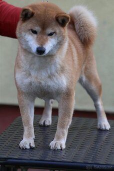 Shiba Inu s PP FCI - 9