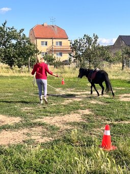 Pony klisna - 9