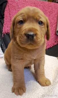 Labradorský retriever s PP - 9