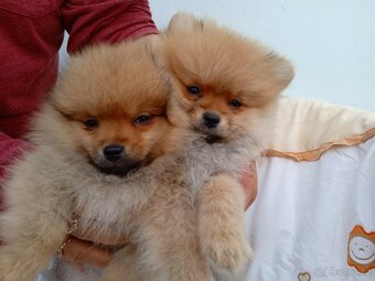 POMERANIAN - 9