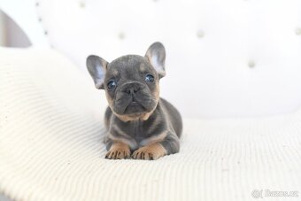 Francouzsky buldocek-ruzne barvy - 9