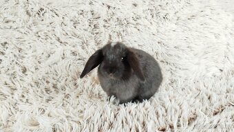 Zakrslý beránek, králíček, králík - ELLA - 9
