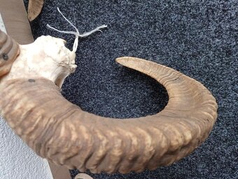 Muflon trofej (rohy; toulce) 70 cm - 9