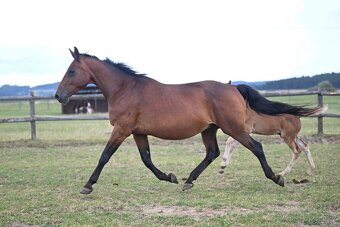 Kompletní chovný a sportovní balíček (8 koní) - 9