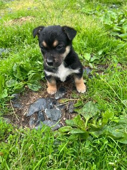 Štěňata 🐶bordel kolie křížená - 9